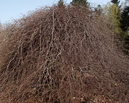 10RC07_CK_10 Il faudrair aller chez le coiffeur