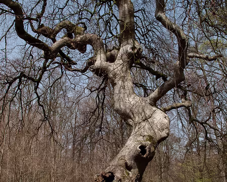 10RC07_CK_14 Trépail