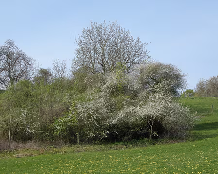 004 Nature printanière sur le GR1