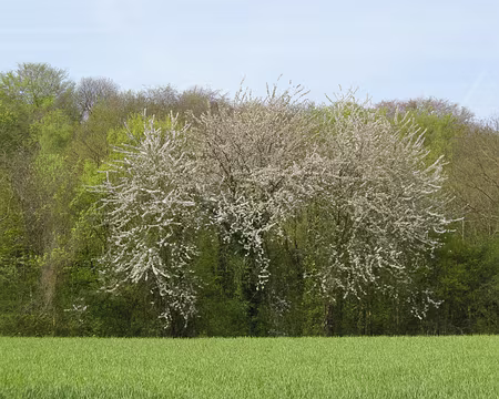 007 Direction le Bosquet Germain