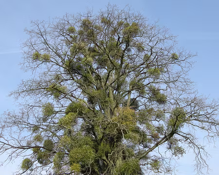 008 Un arbre qu'un druide eût apprécié...