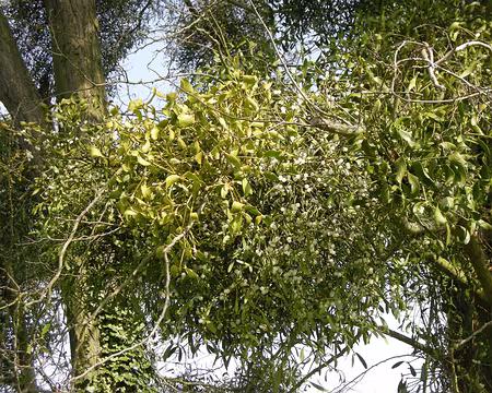 009 ...à condition d'avoir une serpe d'or !