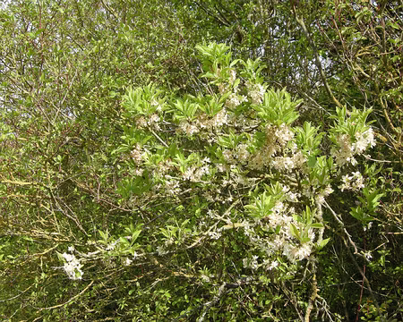 011 Ah, le printemps !