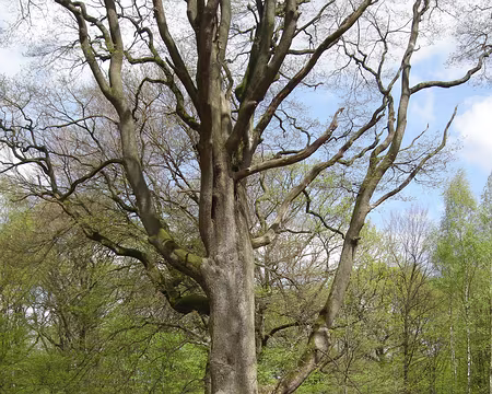 018 Le Chêne Provost