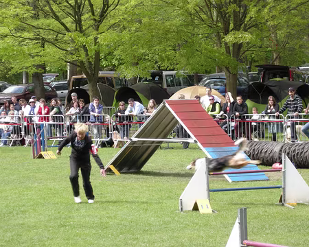 024 Concours Agility : bravo le chien !