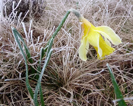 PXL019 Jonquille prise par la gelée