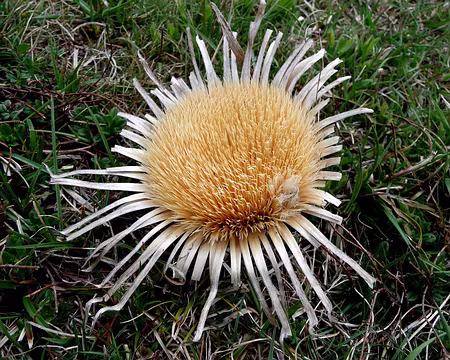 PXL044 Chardon séché