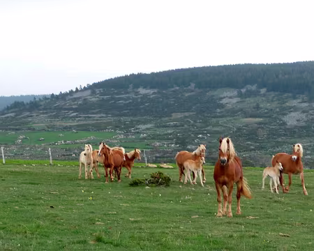 PXL045 Touche pas à mes pouliches