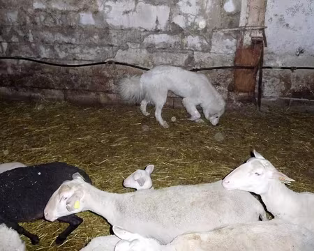 PXL053 Chien Patou pour garder le troupeau contre le loup