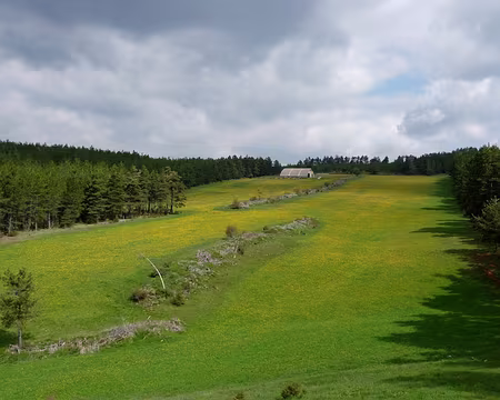 PXL060 Jaune des fleurs de pissenlit