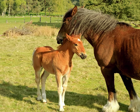 PXL005 mère protectrice