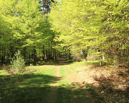 PXL014 Hêtraie sapinière