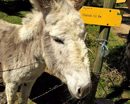 PXL015 un couple de bourriquet