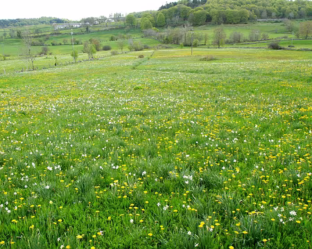 PXL036 jonquilles, narcisses et pissenlits au menu