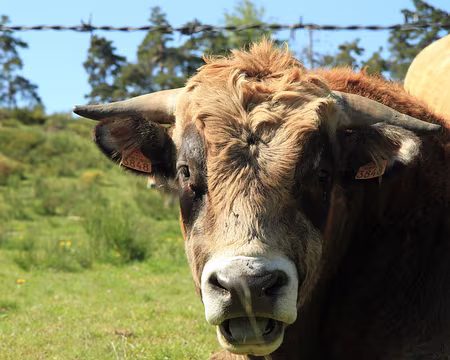 PXL061 au bord de la crise de nerf...environ 2 de tension, le pepère !