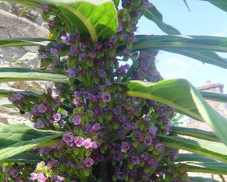 PXL020 Vipérine des Canaries