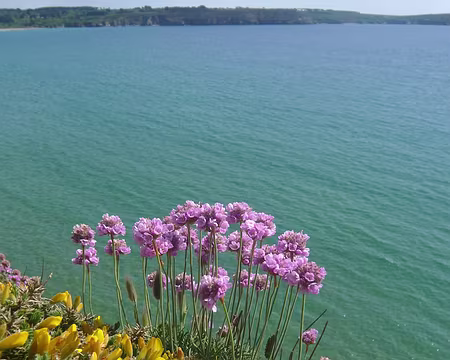 PXL022 Ajonc et arméries