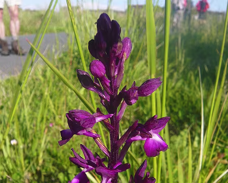 PXL027 Orchis à fleurs lâches