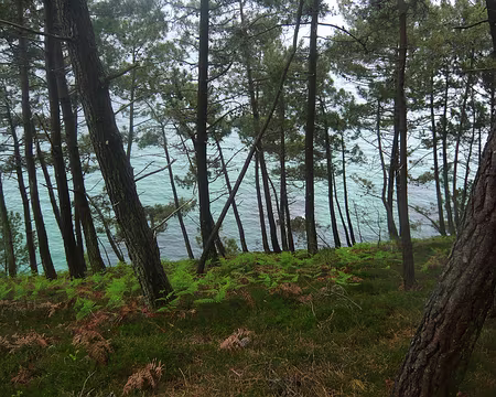 PXL035 jeunes fougères