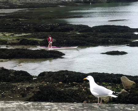 PXL088 dernier goéland et dernier kayak