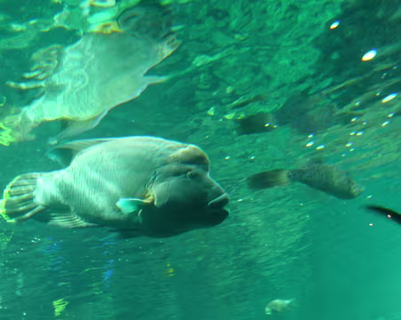 PXL092 Labre Napoléon, rescapé de la Porte Dorée