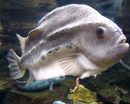 PXL095z820 un oeil de lompe