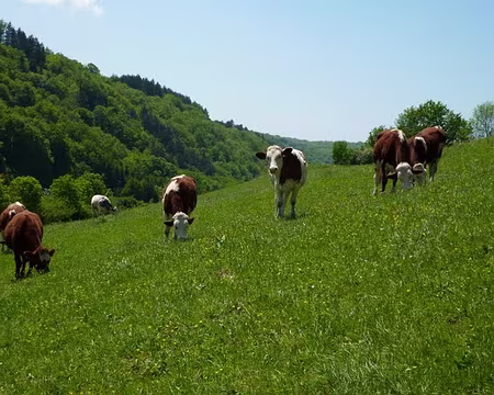 PXL052 Vaches debout ...