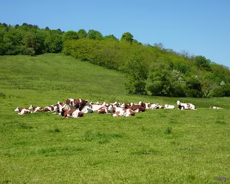 PXL053 ... vaches couchées