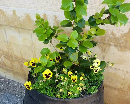 PXL071 Et les pots de fleurs