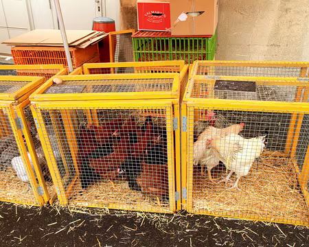 PXL203 pour le diner ?