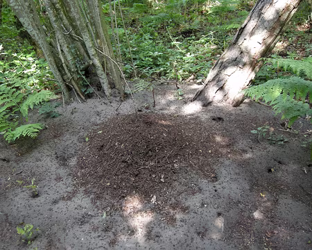 017 ...et des fourmis au travail