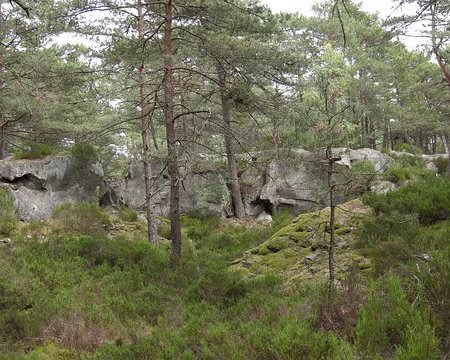 023 Retour dans la forêt de Fontainebleau...