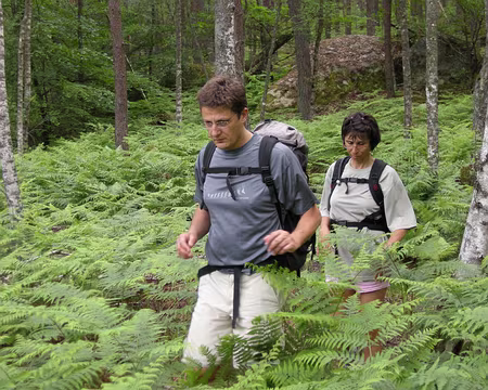 026z837 quelques fougères à traverser,