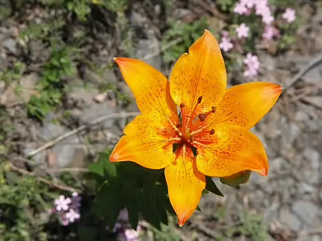 2010-06 Frontiere des Ecrins
