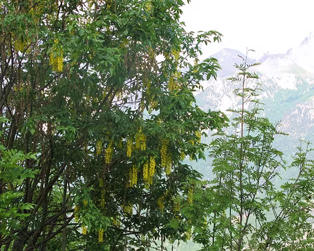 PXL020 Au Clot du Puy