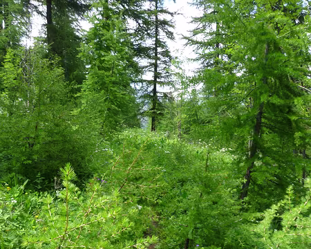 PXL026 Sentier caché sous les branchages...