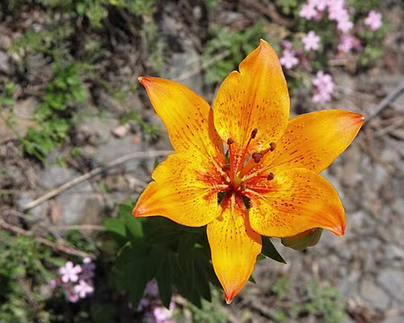 PXL032z840 Lys orangé