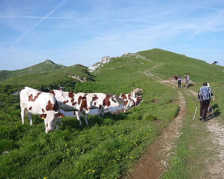 PXL027 Sous le regard placide des bovins