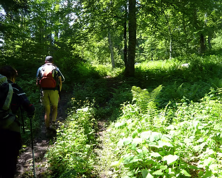 PXL042 Une après-midi plus forestière nous repose du soleil intense !
