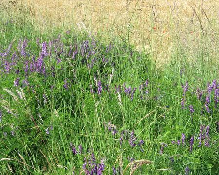 Photos Juin Juillet 2010 007