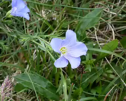 PXL043 Campanules.