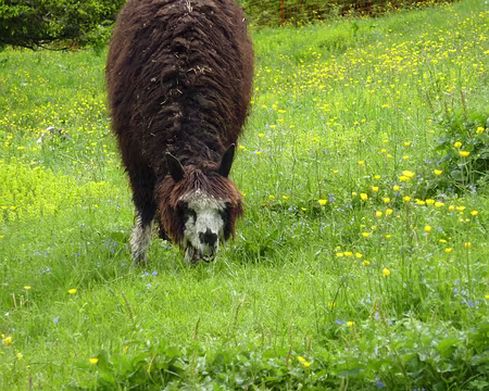 P1030227 faune locale ?