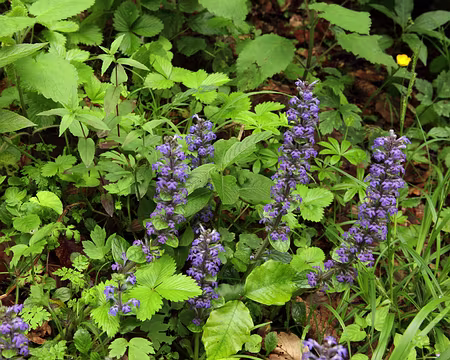 IMG_7395 Bugle rampant