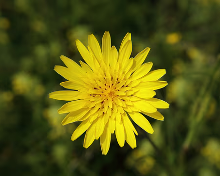 IMG_7401 Salsifis des prés