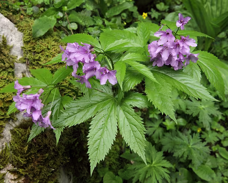 IMG_7441 Cardamine digitée