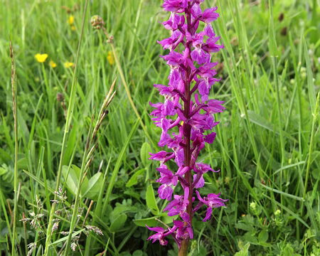 IMG_7443 Orchis mâle