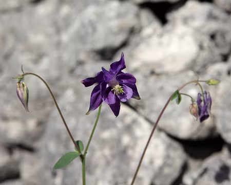 IMG_7467 Ancolie commune