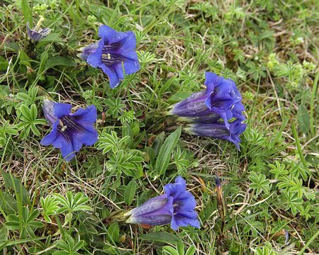 IMG_7529 Gentianes de Koch