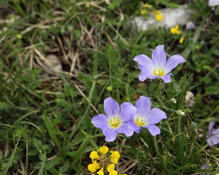 IMG_7545 Lin des collines