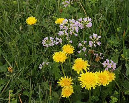 IMG_7550 Pissenlits et cardamines des prés